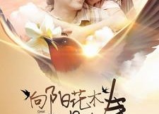 短剧《向阳花木易为春（101集）》热门短剧在线高清播放