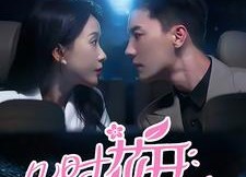 短剧《几时花开几时落（66集）》短剧免费观看无广告