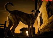 短剧《狗债（33集）》超火短剧完整版观看