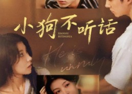 短剧《小狗不听话（70集）》高清短剧全集免费看