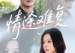 短剧《情途难复（50集）》在线短剧全集免费赏