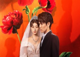 短剧《金燕还巢当感恩（55集）》爆款短剧在线免费观