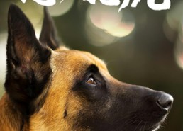 短剧《忠犬飞虎（33集）》精彩短剧全集免费看