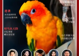 短剧《重生鹦鹉：总裁的异鸟老公（80集）》精彩短剧全集免费观赏