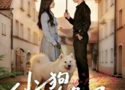 短剧《小狗不会冬眠（70集）》短剧完整版免费在线赏