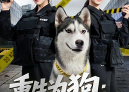 短剧《重生为狗屡破大案震惊全网（80集）》短剧全集无广告观看