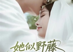 短剧《她似野藤，缠绕而上（51集）》短剧全集在线无广告看