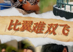 短剧《比翼难双飞（30集）》热门短剧免费在线播
