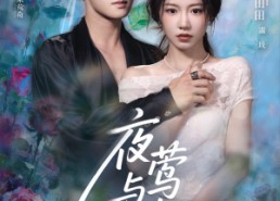 短剧《夜莺与玫瑰（66集）》免费短剧全集无广告看