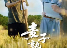短剧《麦子熟了（52集）》热门短剧全集免费看