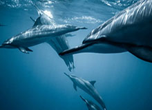 短剧《陛下，你的仇人不对劲（70集）》短剧全集畅享免费看