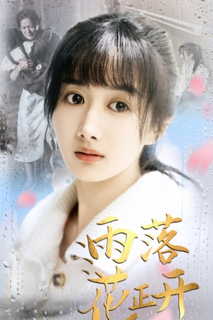 雨落花正开（62集）短剧在哪里看