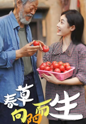 春草向阳而生（53集）短剧太好看了