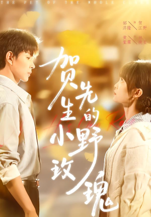 贺先生的小野玫瑰（99集）热门短剧推荐