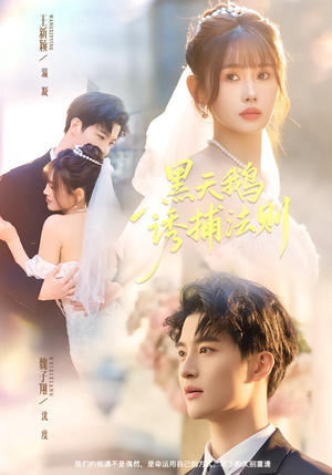 黑天鹅诱捕法册（80集）全集